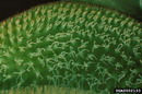 Salvinia Minima